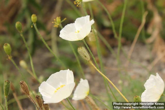 Photo: Papaver alpinum 2.