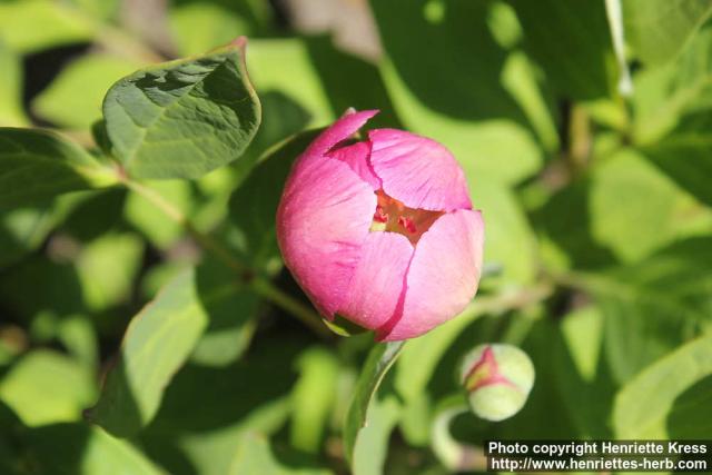 Photo: Paeonia obovata 20.