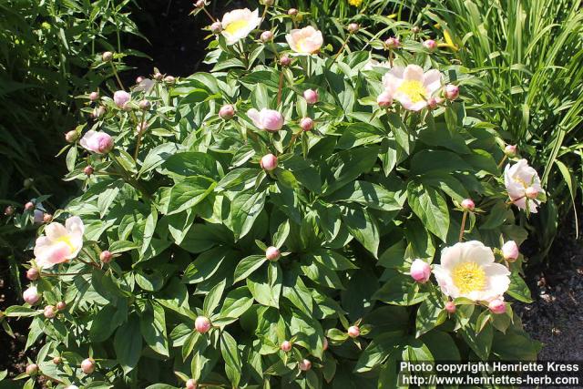 Photo: Paeonia lactiflora 3.