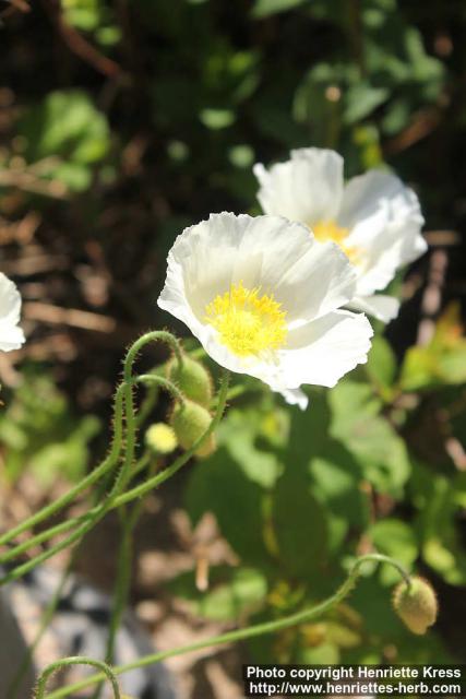 Photo: Papaver amurense 08.