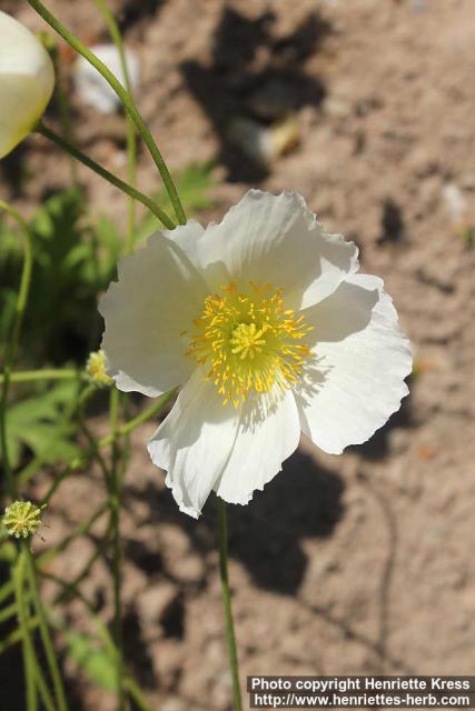 Photo: Papaver amurense 09.