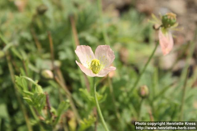 Photo: Papaver alboroseum 1.