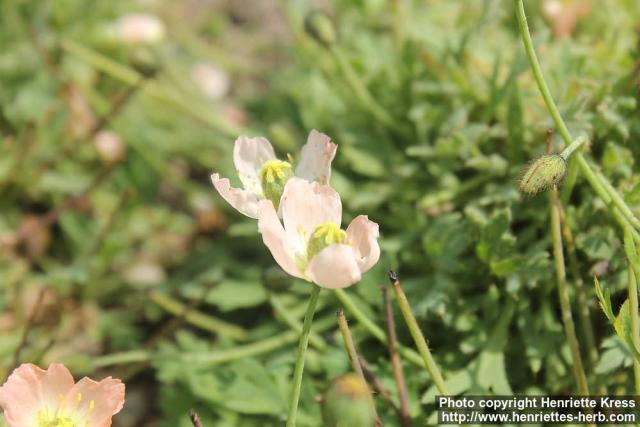 Photo: Papaver alboroseum 3.