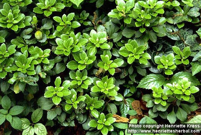 Photo: Pachysandra terminalis.