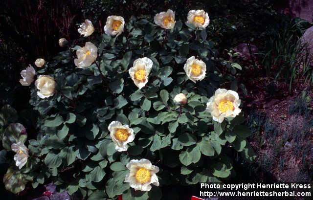 Photo: Paeonia mlokosewitschii 2.