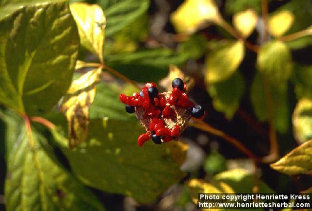 Photo: Paeonia obovata 1.