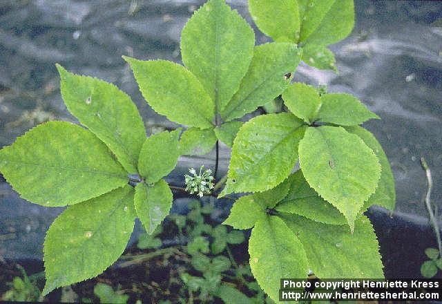 Photo: Panax quinquefolius 1.