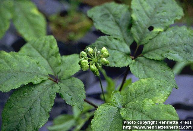 Photo: Panax quinquefolius 3.