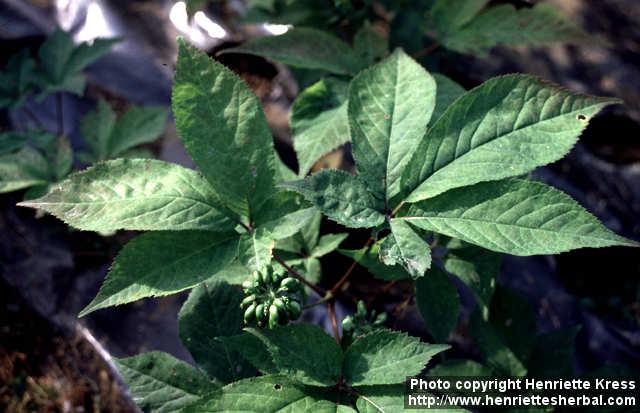 Photo: Panax quinquefolius 6.