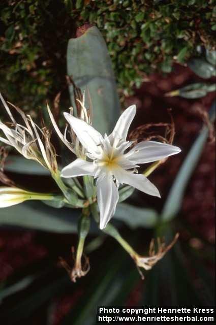 Photo: Pancratium maritimum.