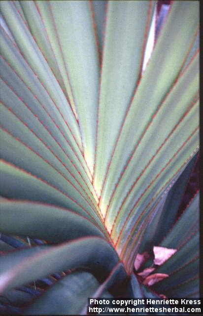 Photo: Pandanus utilis 3.