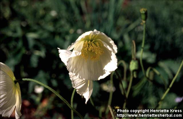 Photo: Papaver croceum 2.