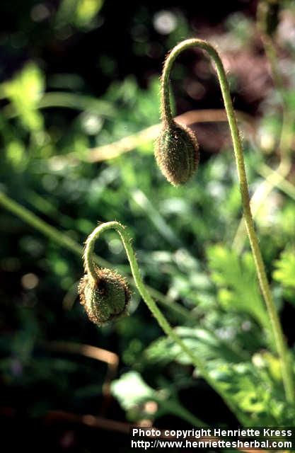 Photo: Papaver croceum 3.