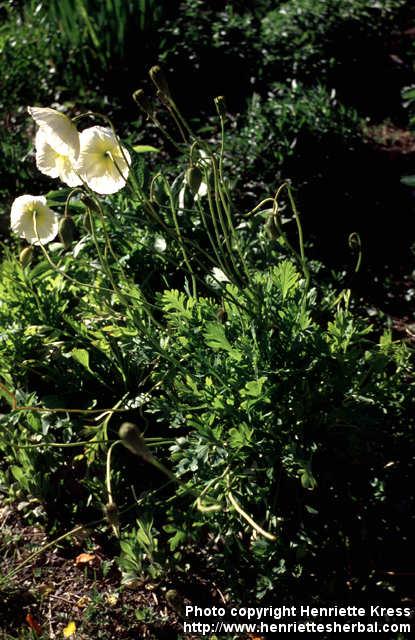 Photo: Papaver croceum.