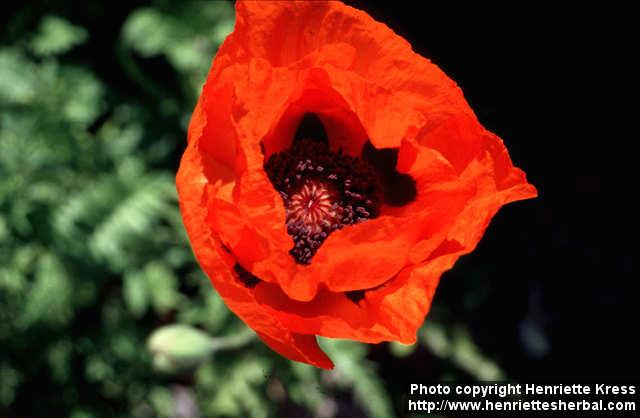 Photo: Papaver pseudo orientale 3.