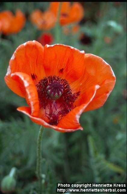 Photo: Papaver pseudo orientale 9.