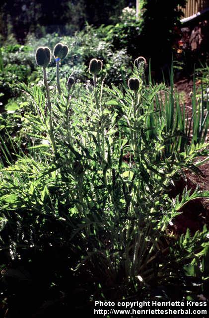 Photo: Papaver pseudo orientale.