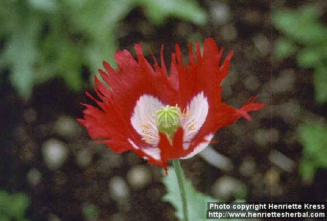 Photo: Papaver somniferum 2.