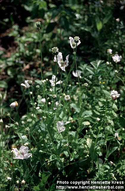 Photo: Papaver somniferum 3.