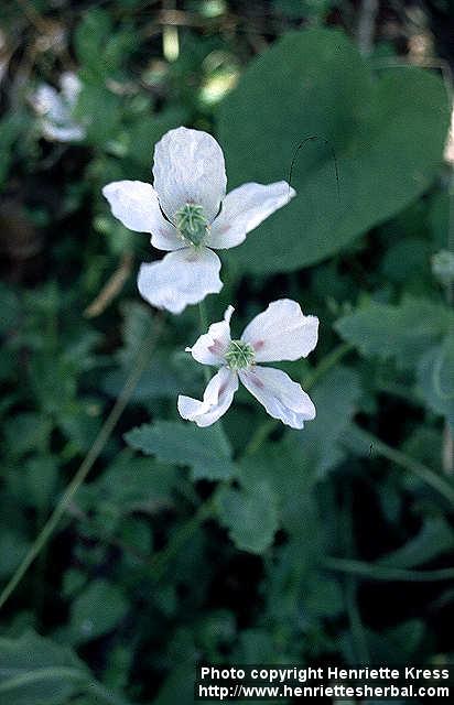 Photo: Papaver somniferum 4.