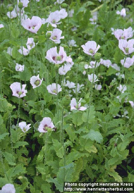 Photo: Papaver somniferum.