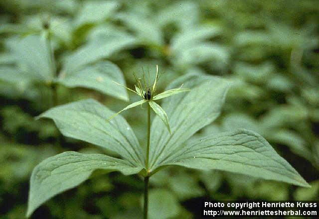 Photo: Paris quadrifolia 1.