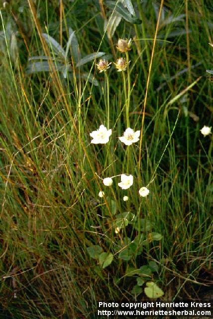 Photo: Parnassia palustris 1.