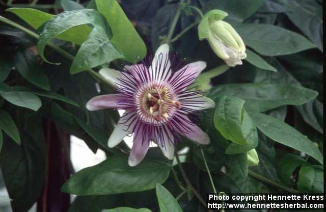 Photo: Passiflora caerulea 6.