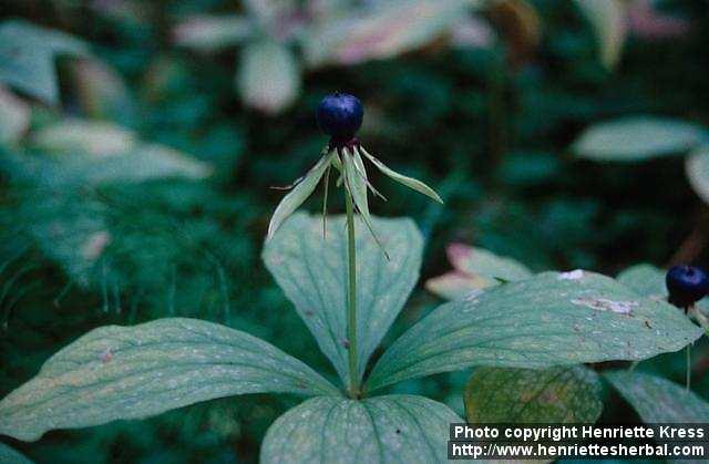 Photo: Paris quadrifolia 3.