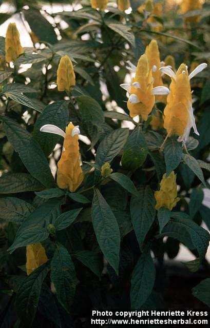 Photo: Pachystachys lutea.