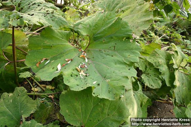 Photo: Petasites hybridus 10.