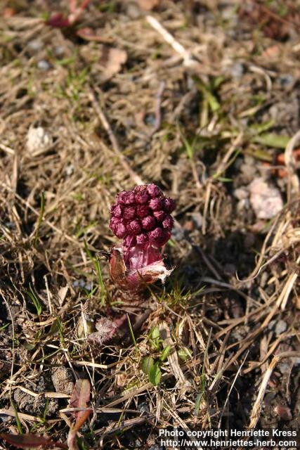 Photo: Petasites hybridus 14.