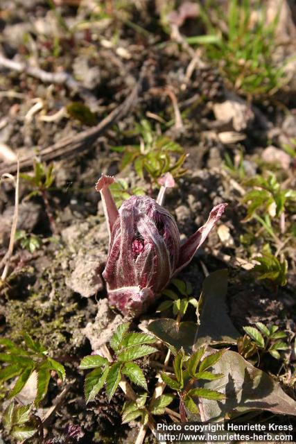 Photo: Petasites hybridus 15.