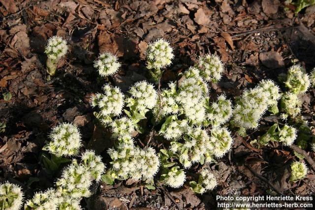 Photo: Petasites albus 6.