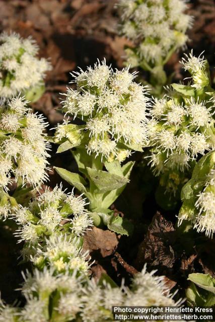 Photo: Petasites albus 7.