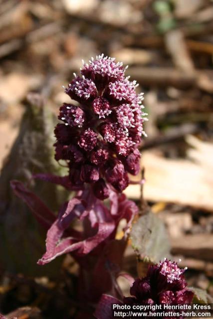 Photo: Petasites hybridus 19.