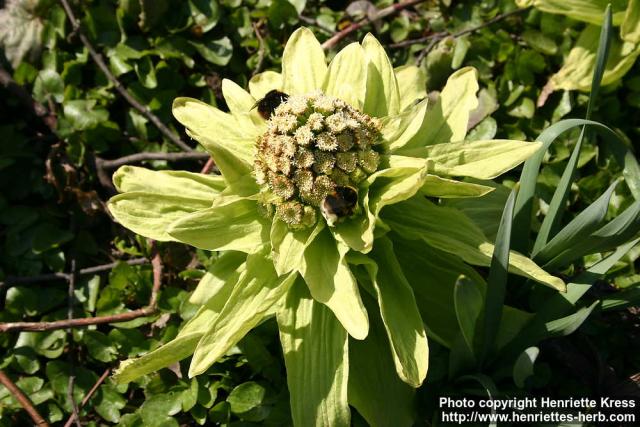 Photo: Petasites japonicus 6.