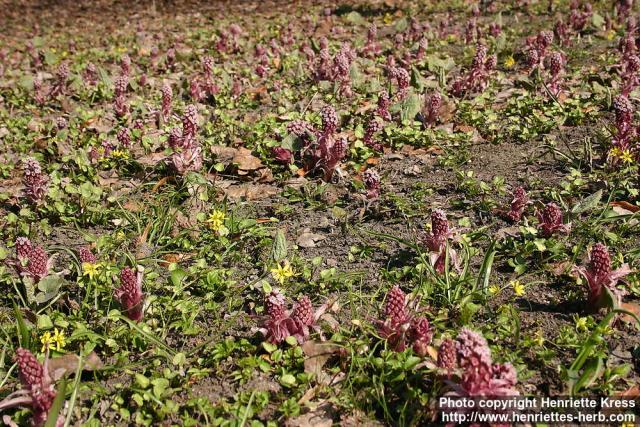 Photo: Petasites hybridus 20.