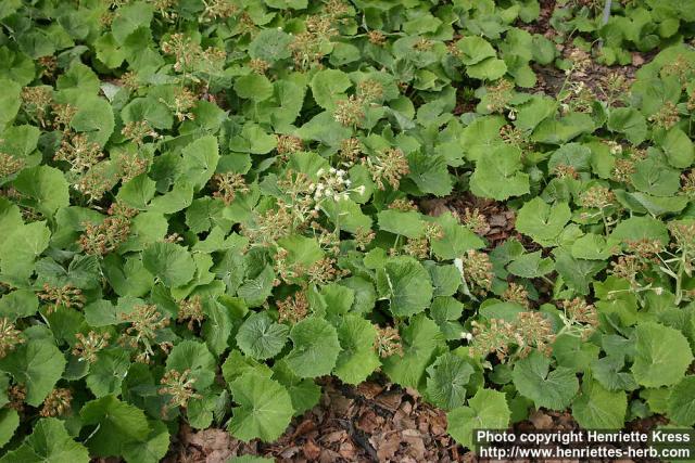 Photo: Petasites albus 10.