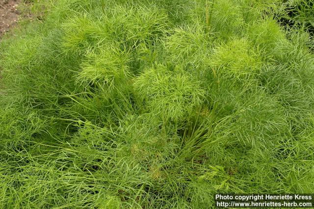 Photo: Peucedanum officinale 2.