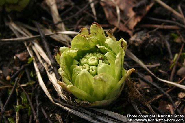 Photo: Petasites japonicus 11.