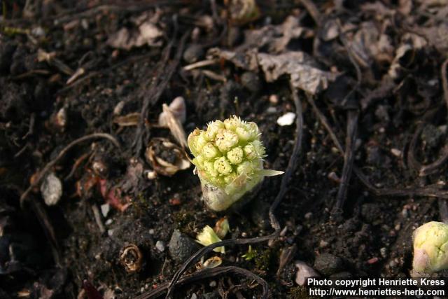 Photo: Petasites albus 11.