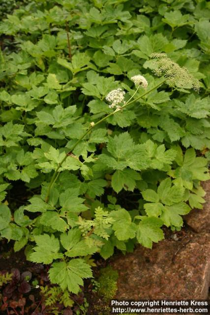 Photo: Peucedanum ostruthium 2.