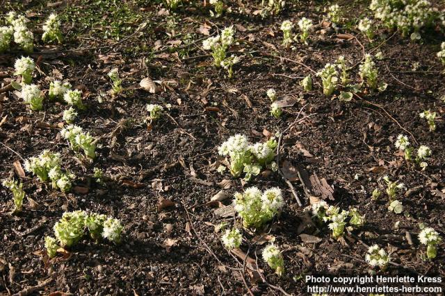 Photo: Petasites albus 12.