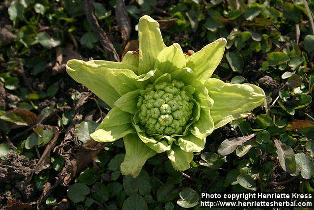 Photo: Petasites japonicus 13.