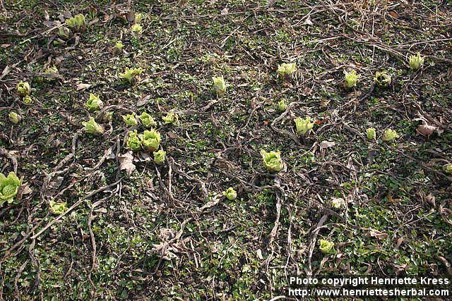 Photo: Petasites japonicus 14.