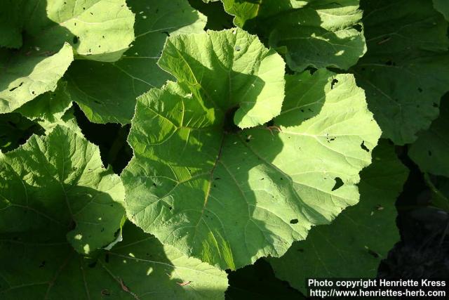 Photo: Petasites hybridus 28.