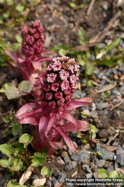 Photo: Petasites hybridus 30.