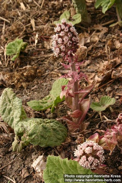 Photo: Petasites hybridus 32.