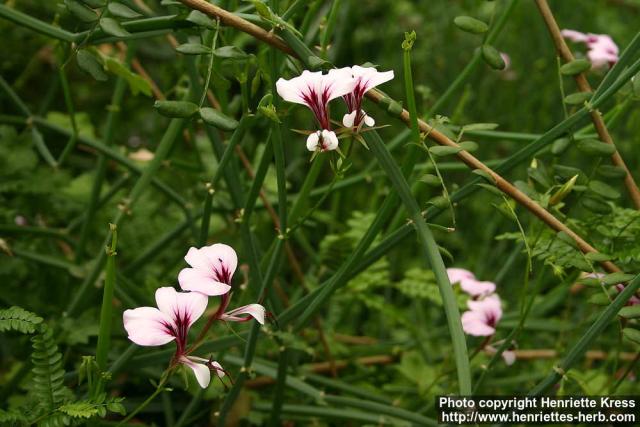 Photo: Pelargonium tetragonum 3.